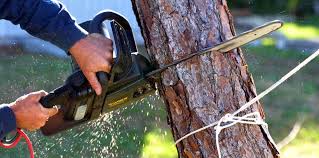 Best Pest Control for Lawns  in Spring City, TN