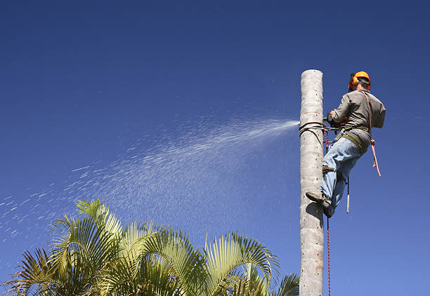 Best Lawn Watering Services  in Spring City, TN