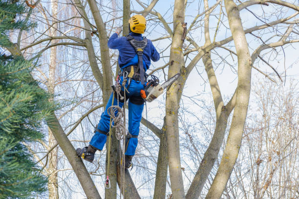 Best Tree and Shrub Care  in Spring City, TN