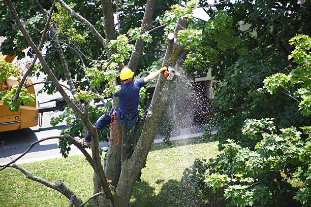Lawn Watering Services in Spring City, TN