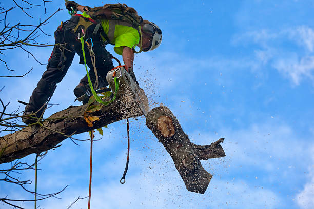 Lawn Pest Prevention in Spring City, TN