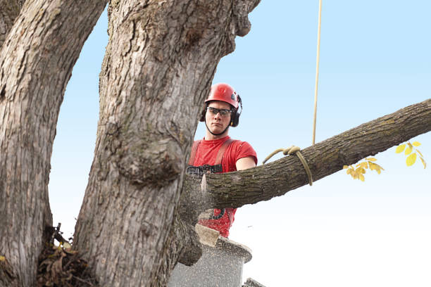 Spring City, TN Tree Care Company